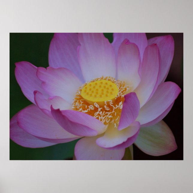 Blume Lotus und ihre Bedeutung Poster (Vorne)