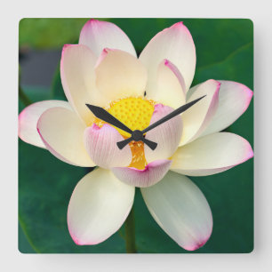 Blume Lotus Water Blume Quadratische Wanduhr