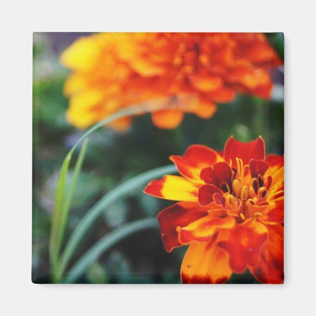 Blume Magnant Magnet (Vorne)