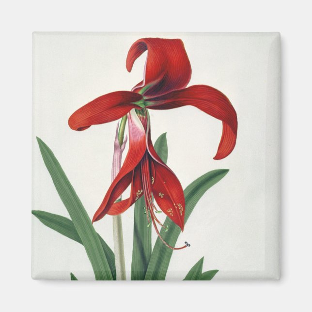 Blume Magnet (Vorne)
