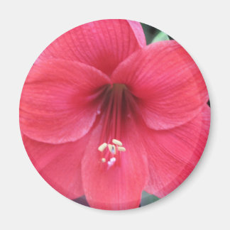 Blume Magnet