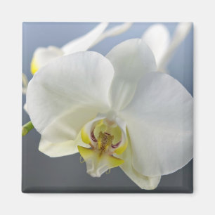 Blume Magnet