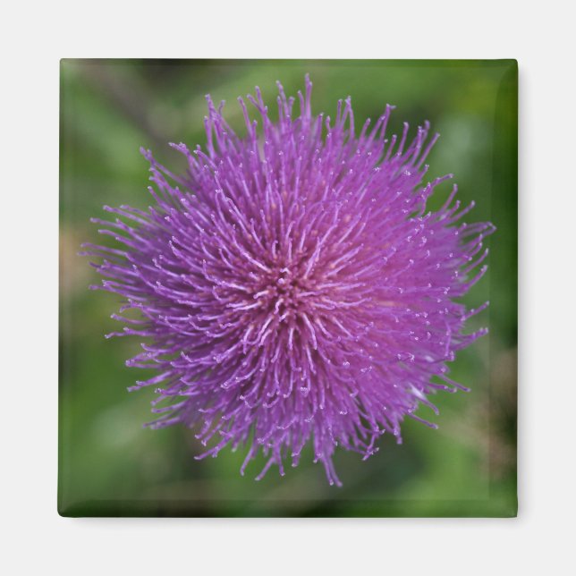 Blume Magnet (Vorne)