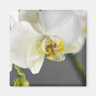 Blume Magnet
