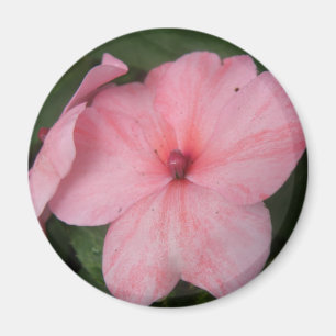 Blume Magnet