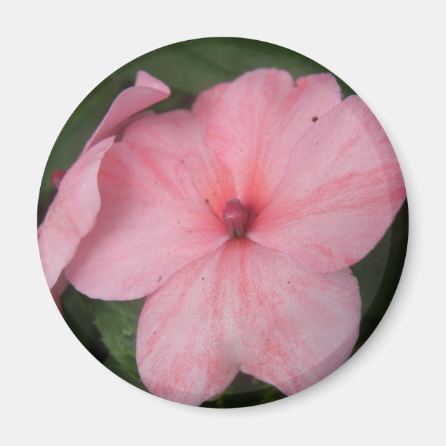 Blume Magnet (Vorne)