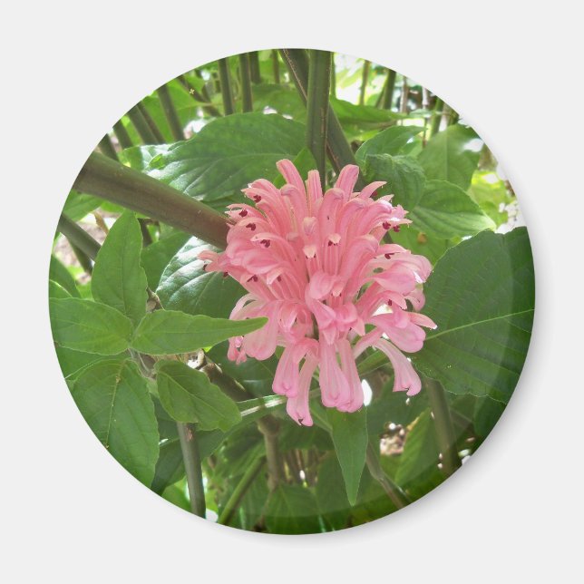 Blume Magnet (Vorne)