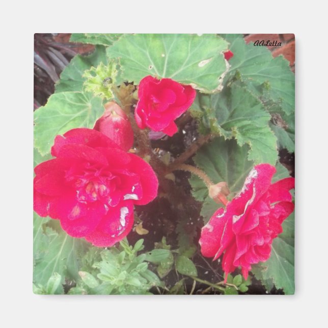 Blume Magnet (Vorne)