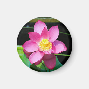 Blume Magnet