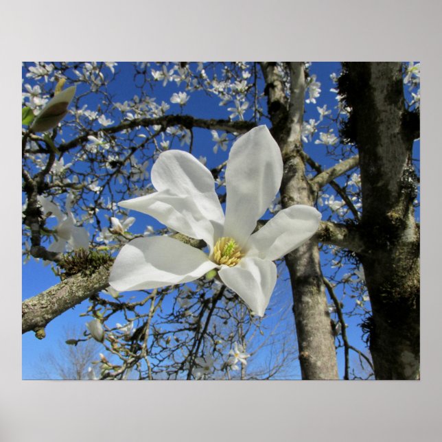 Blume Magnolia Poster (Vorne)