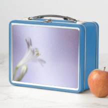 Blume Makro Blossom Bloom Petals Copy Space