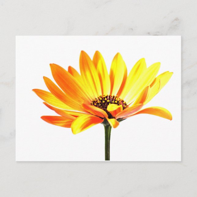 Blume Margurit Postkarte (Vorderseite)