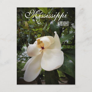 Blume Mississippi Staat Magnolia Grandiflora Postkarte