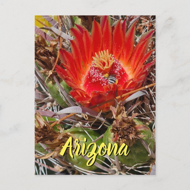 Blume mit Biene, Arizona Postkarte (Vorderseite)