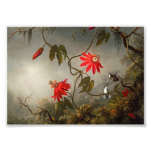 Blume mit Hummingbirds Heade Fotodruck