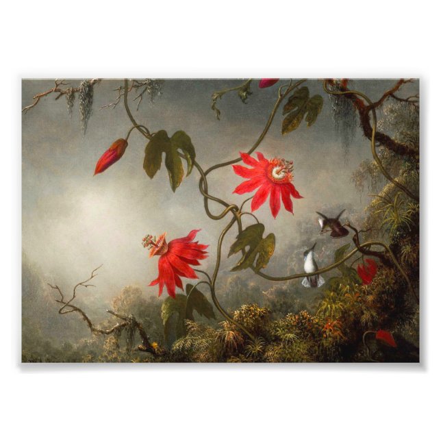 Blume mit Hummingbirds Heade Fotodruck (Vorne)
