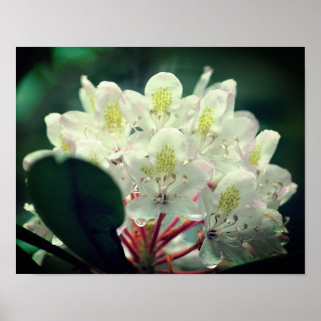 Blume mit Raindrops Poster (Vorne)