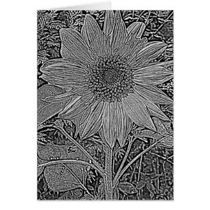 Blume mit Schwarz-Weiß-Sonnenblumen