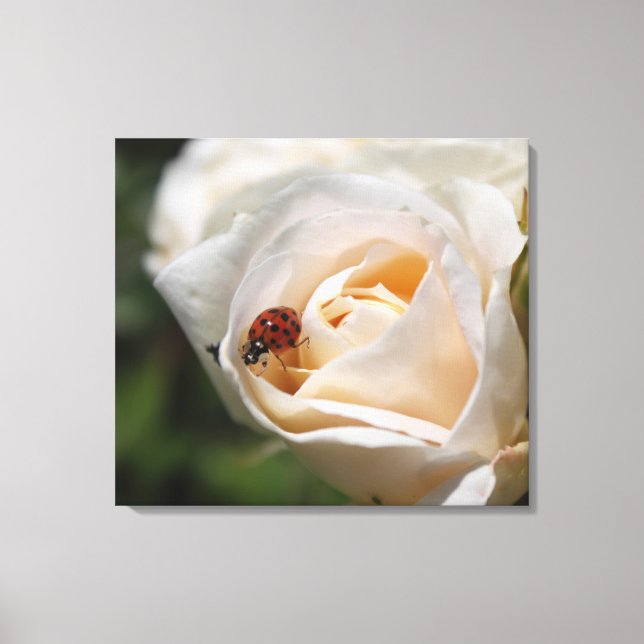 Blume mit weißer Rose und Damenbauch. Blütenwelt Leinwanddruck (Vorderseite)