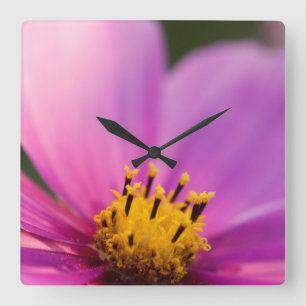 Blume Nah Quadratische Wanduhr