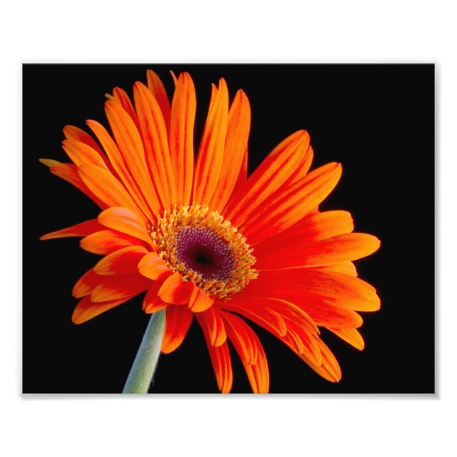 Blume Nahes Foto (Vorne)