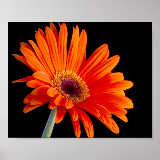 Blume Nahes Poster (Vorne)