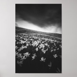 Blume Narcissus auf dem Berg Golica, Slowenien Poster