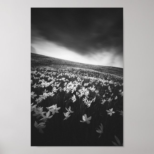 Blume Narcissus auf dem Berg Golica, Slowenien Poster (Vorne)