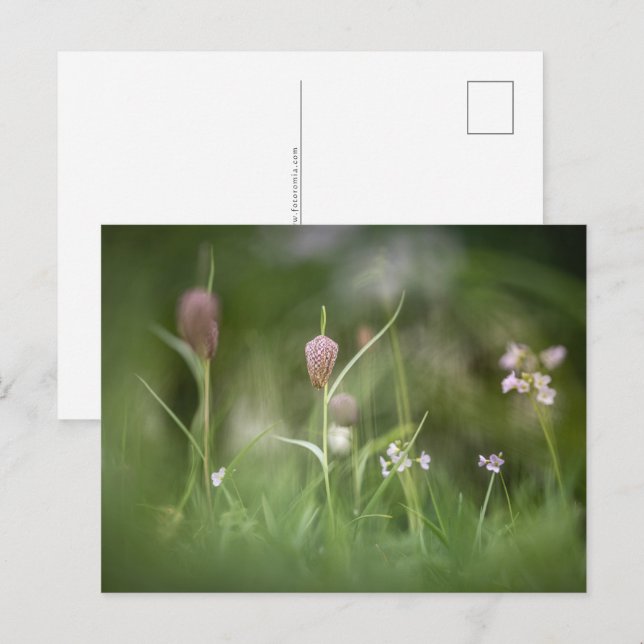Blume Natur Foto Postkarte (Vorne/Hinten)