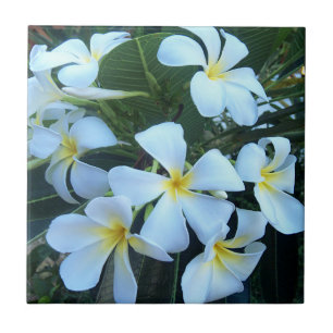 Blume, Natur, Sommer, Fliese