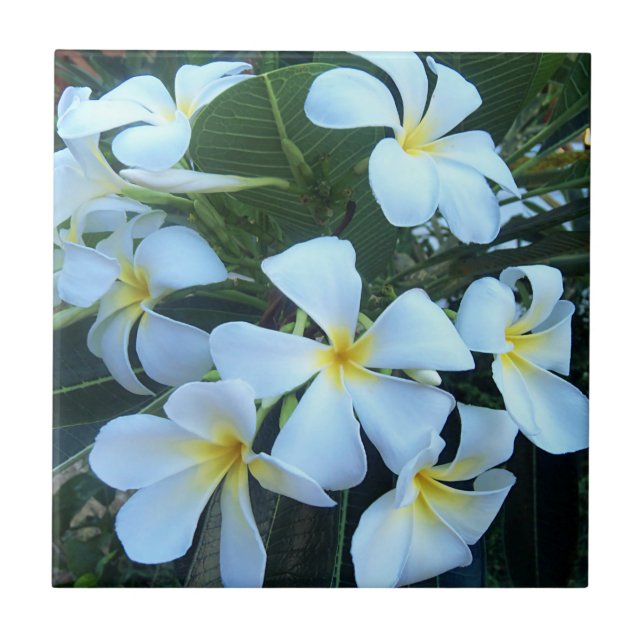 Blume, Natur, Sommer, Fliese (Vorderseite)