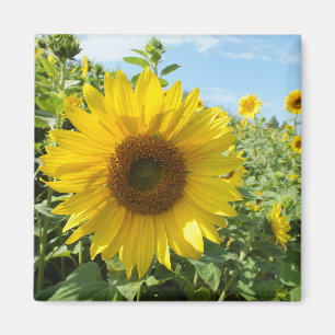 Blume, Natur, Sonnenblumen, Sommer, Blüte, Pflanze Magnet