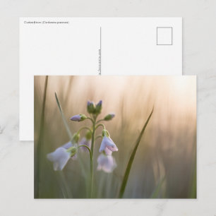 Blume Nature Foto Postkarte