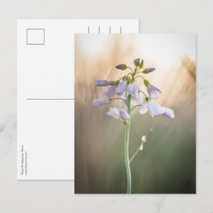 Blume Nature Foto Postkarte