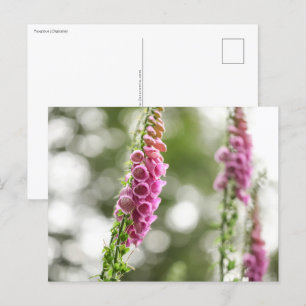 Blume Nature Foto Postkarte