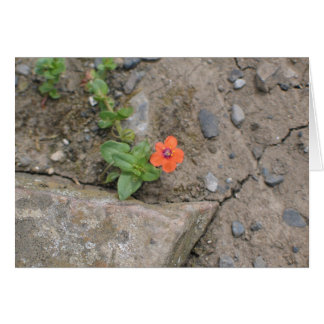 Blume, Newgrange, Nordirland