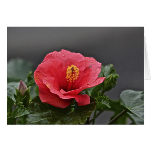 Blume Notecard