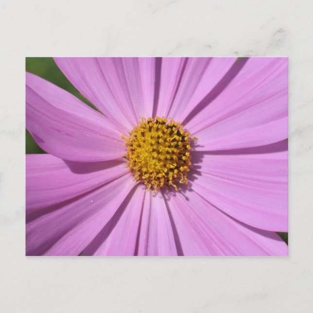 Blume Nr. 4 Postkarte (Vorderseite)