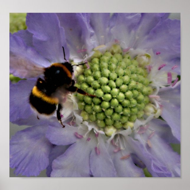 Blume Nr. 6 (Einzelheiten) Poster (Vorne)