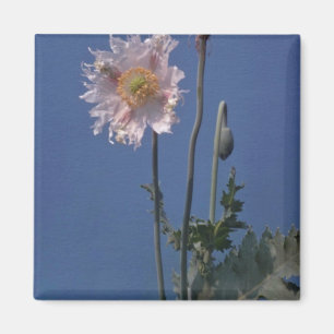 Blume Opiummohn (Papaver Somniferum) Magnet