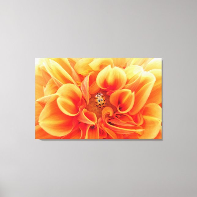 Blume Orange Dahlia mit Lady Bug Leinwanddruck (Vorderseite)