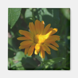 Blume Orange Pot Marigold (Calendula officinalis) Magnet