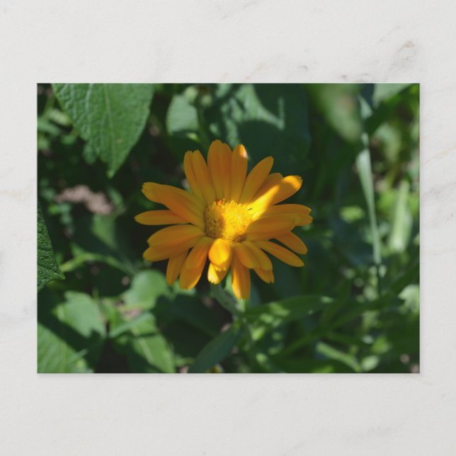 Blume Orange Pot Marigold (Calendula officinalis) Postkarte (Vorderseite)