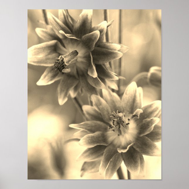 Blume Pair in Sepia Poster (Vorne)