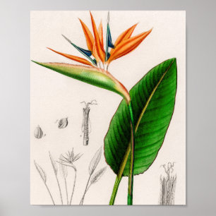 Blume Paradies Vintag illustriert Poster