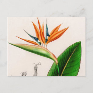 Blume Paradiesvogel vintage illustriert Postkarte