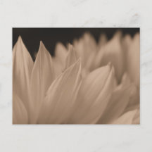 Blume Petals in Sepia