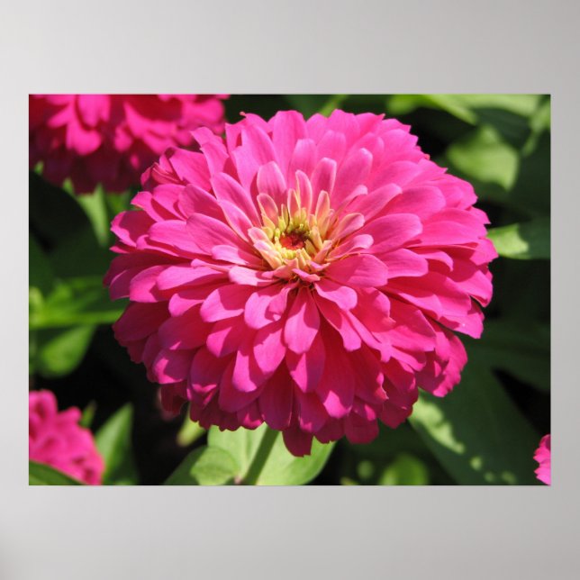 Blume PINK Poster (Vorne)