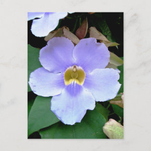 Blume, Plazencia, Belize Postkarte