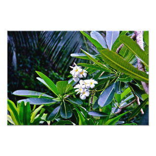 Blume Plumeria Fotodruck